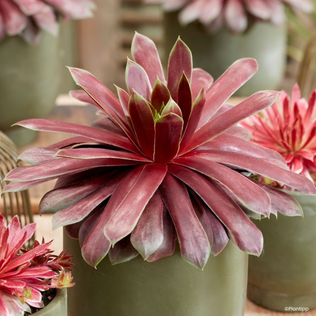 Sempervivum Chick Charms Giant Emerald Explosion - Joubarbe