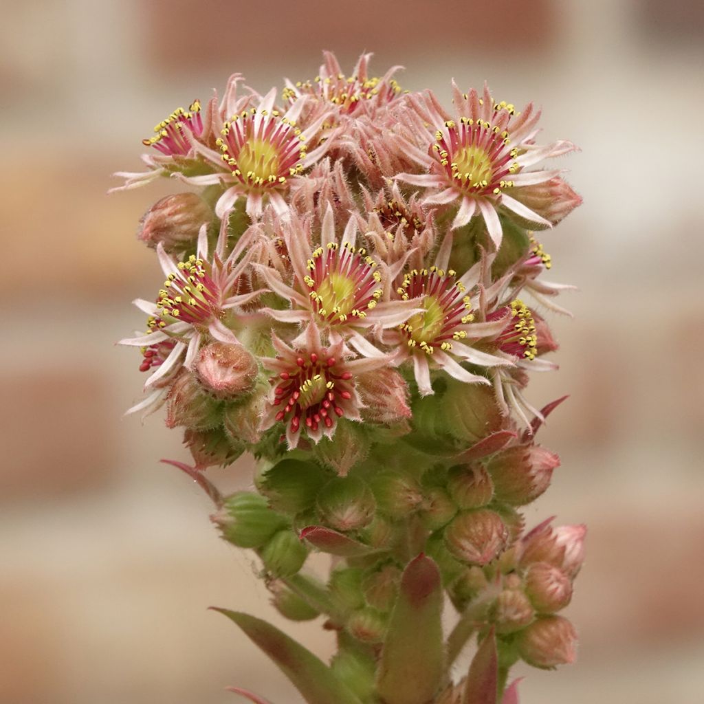 Sempervivum Chick Charms Gold Nugget - Joubarbe