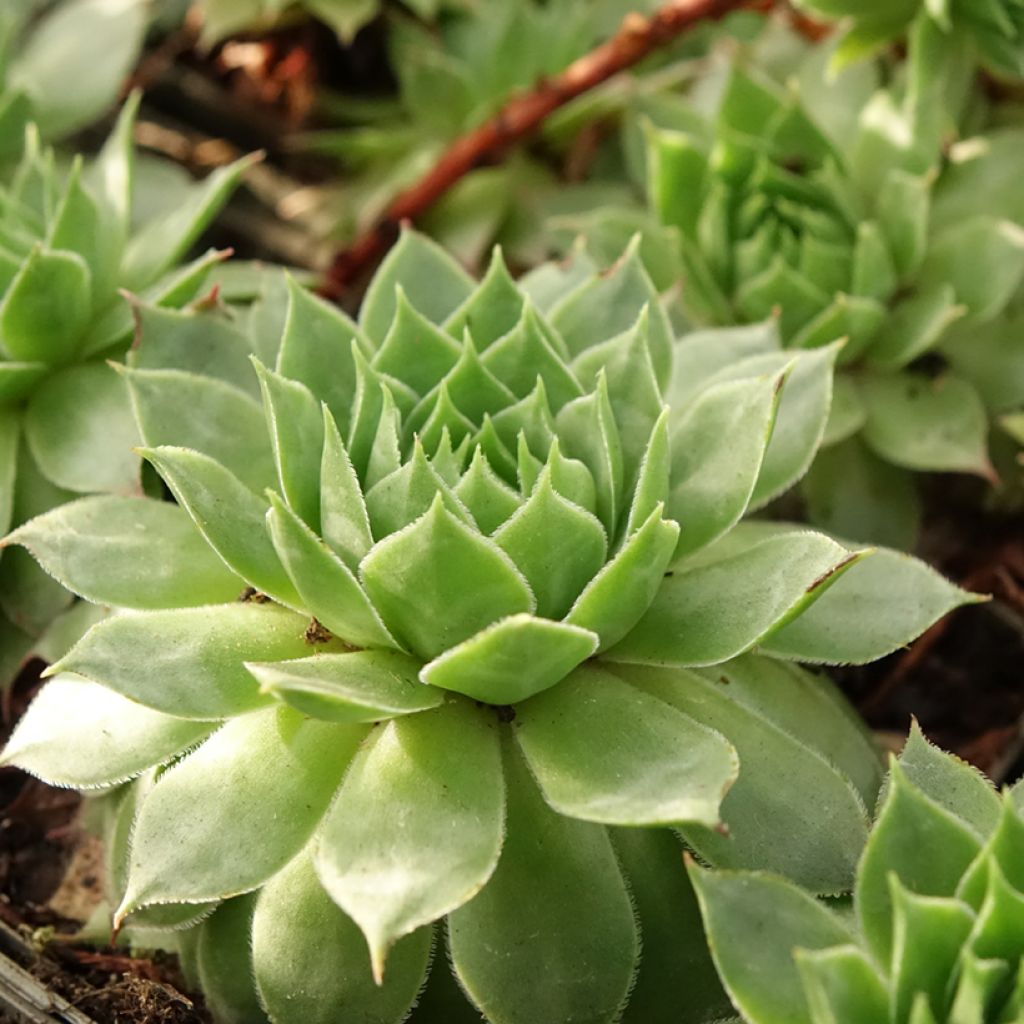 Sempervivum Gay Jester - Joubarbe hybride