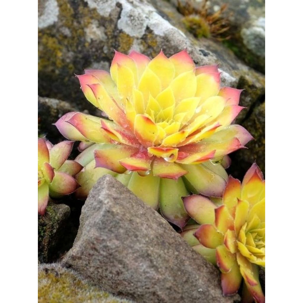 Sempervivum Chick Charms Gold Nugget - Joubarbe