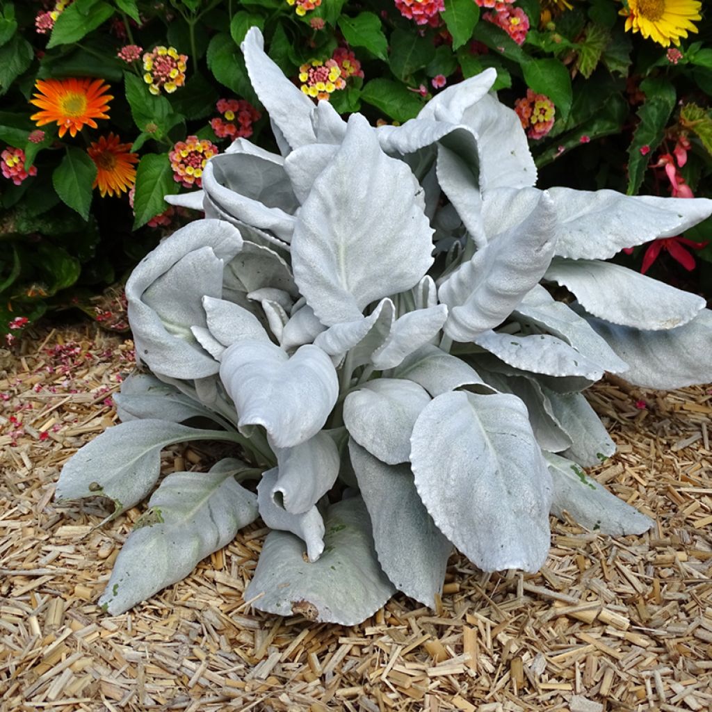 Senecio Angel Wings - Seneçon 