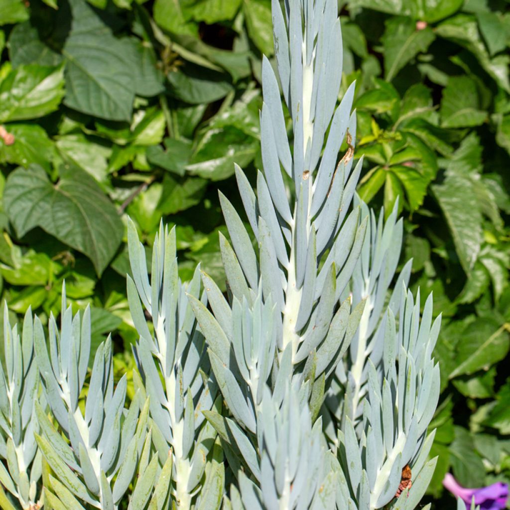 Senecio ficoides