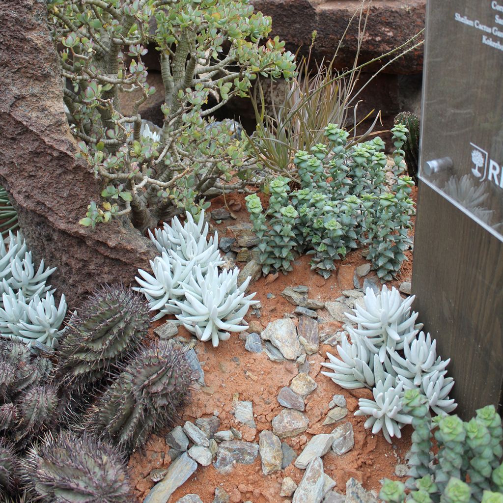 Senecio hawortii - Plante cocon