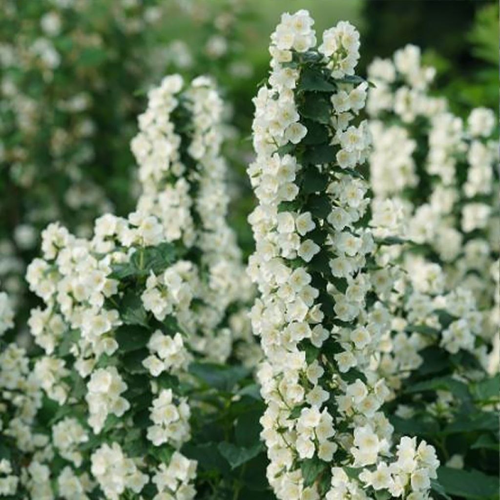 Seringat des jardins - Philadelphus coronarius Illuminati Tower