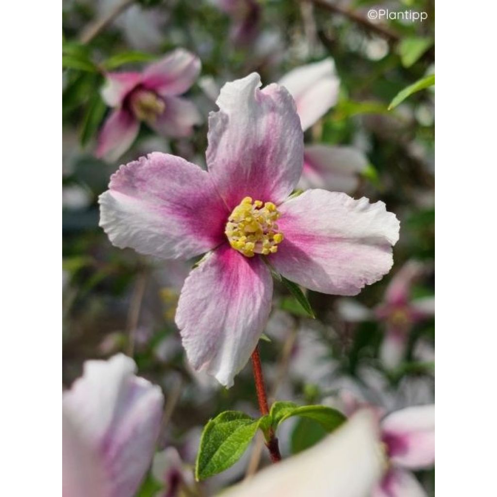 Seringat des jardins - Philadelphus Petite Perfume Pink