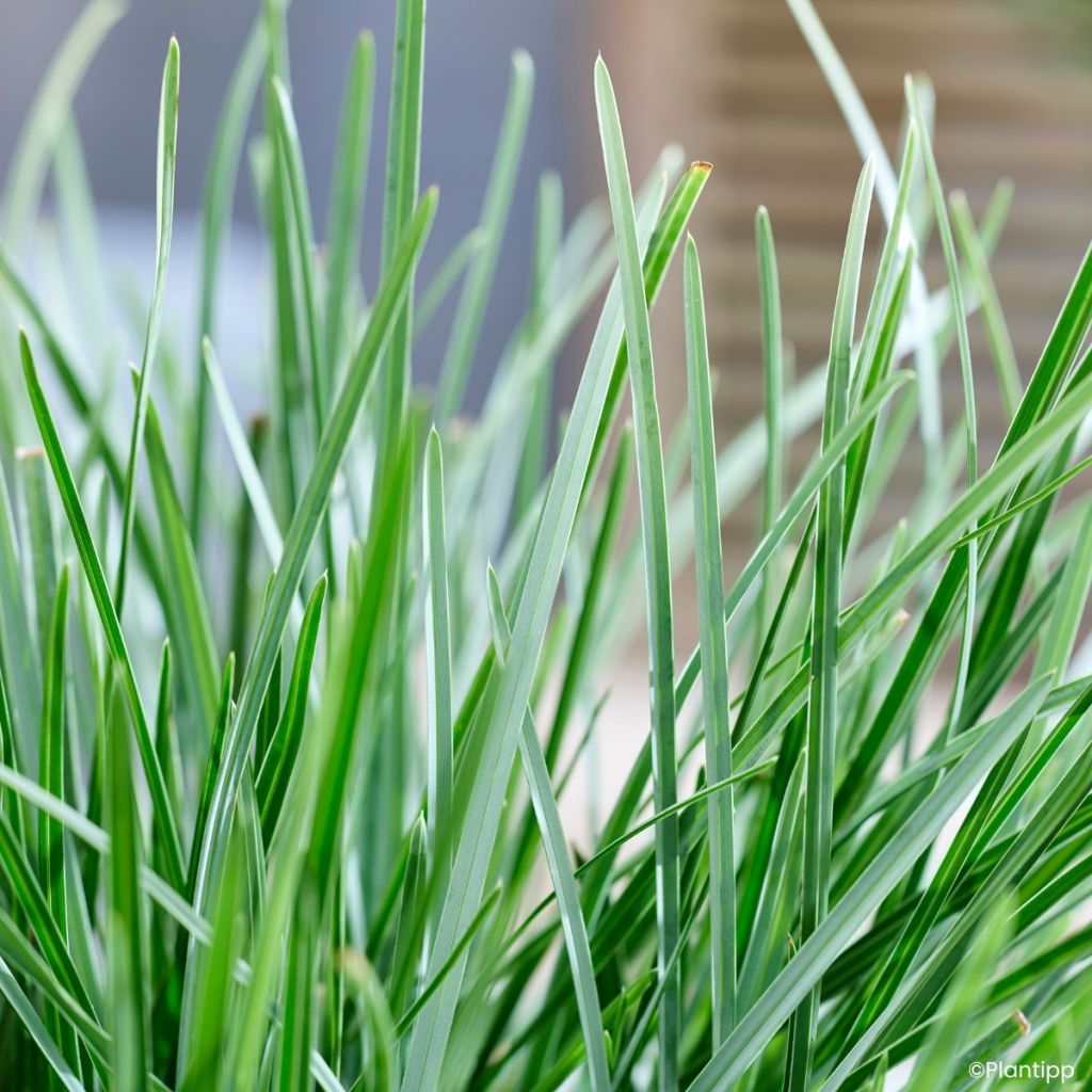 Sesleria heufleriana Blue Porcupine - Seslerie