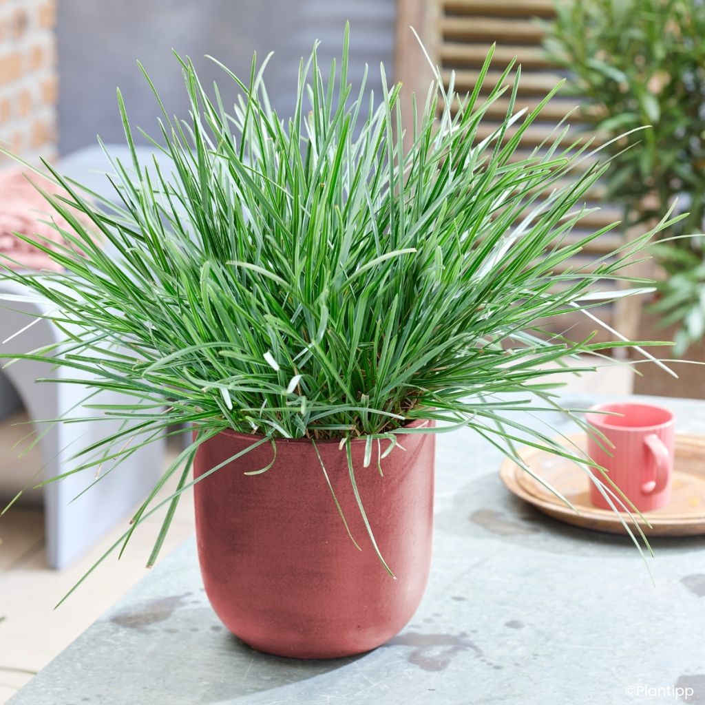Sesleria heufleriana Blue Porcupine - Seslerie