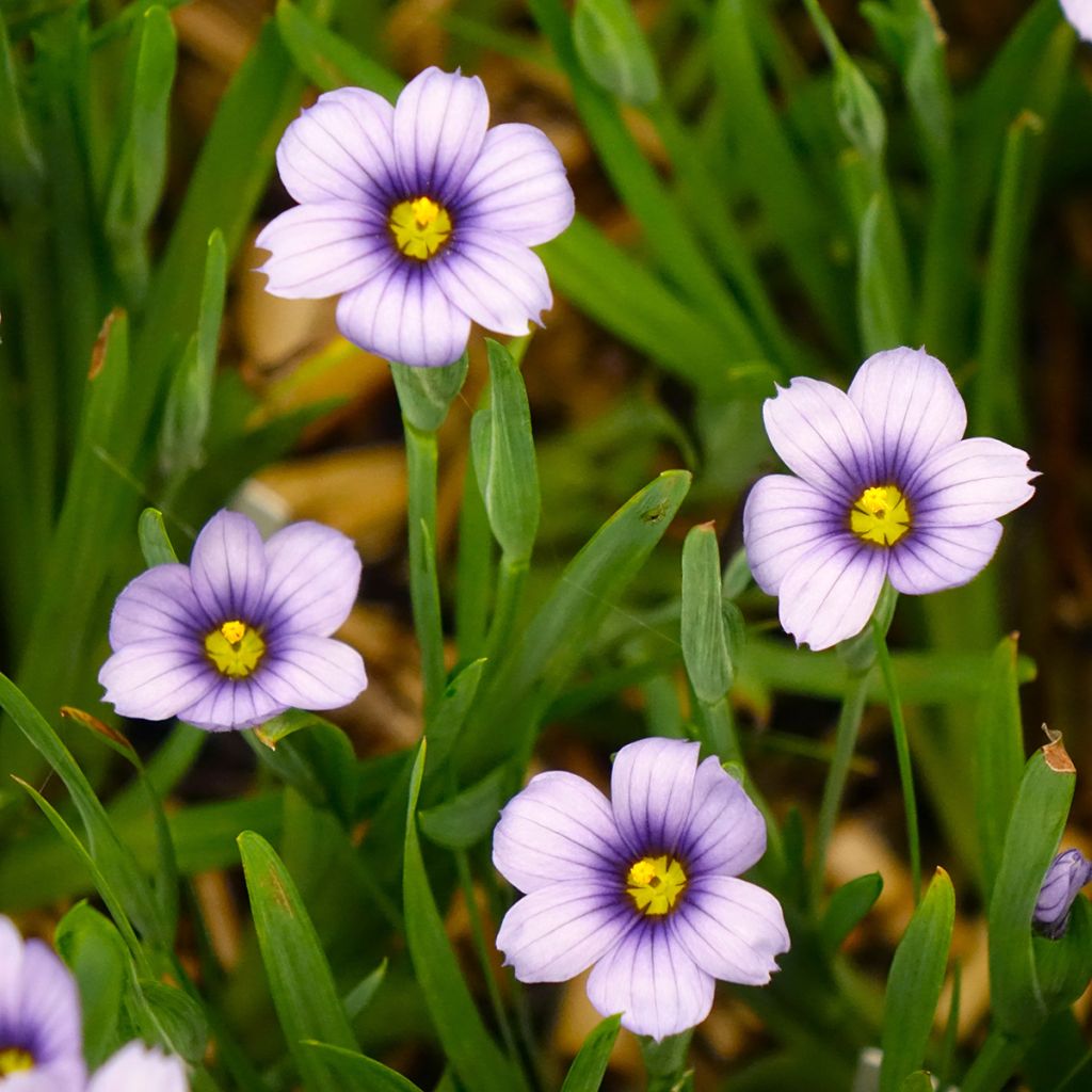 Sisyrinchium angustifolium Devon Skies