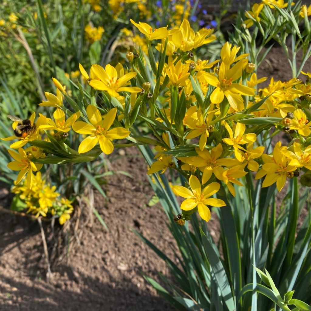 Sisyrinchium californicum - Bermudienne de Californie
