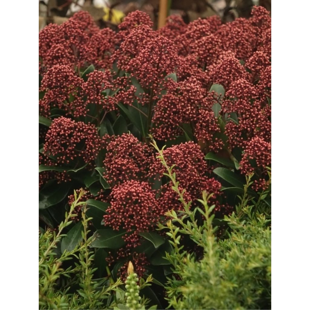 Skimmia japonica Rubella