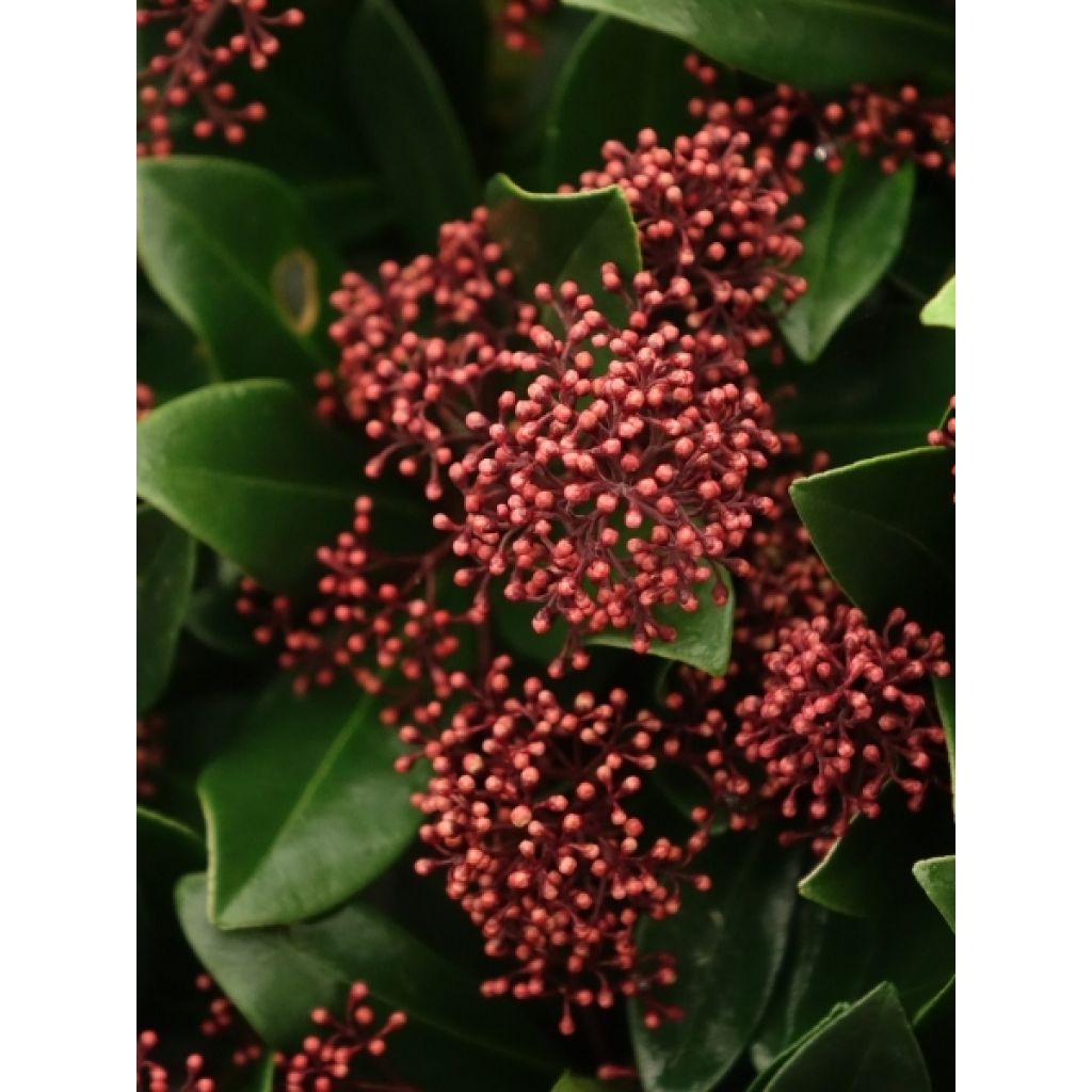 Skimmia japonica Rubella
