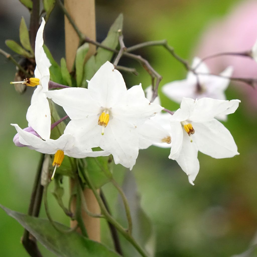 Solanum jasminoides Album