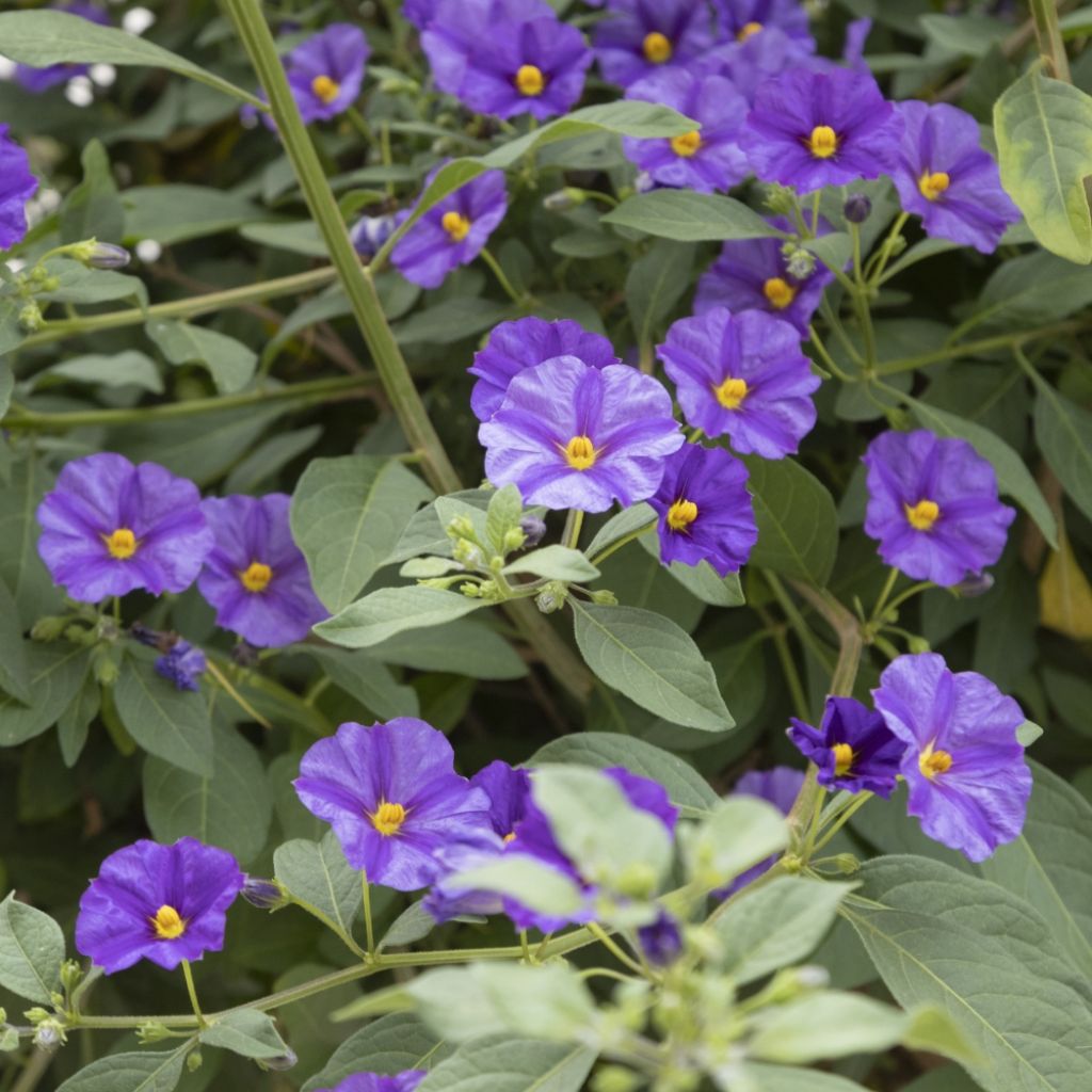 Solanum rantonnetii - Gentiane en Arbre