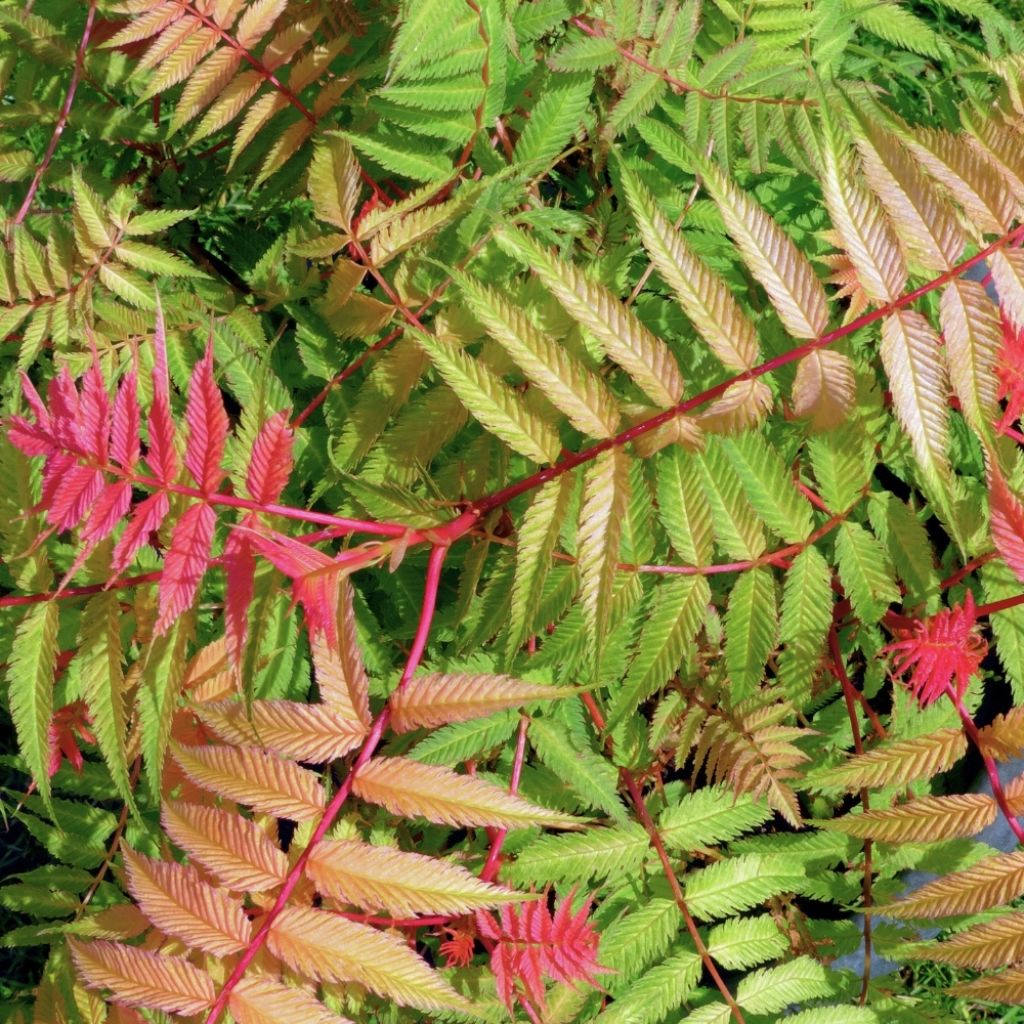 Sorbaria sorbifolia Pink Hopi - Fausse spirée à feuilles de sorbier