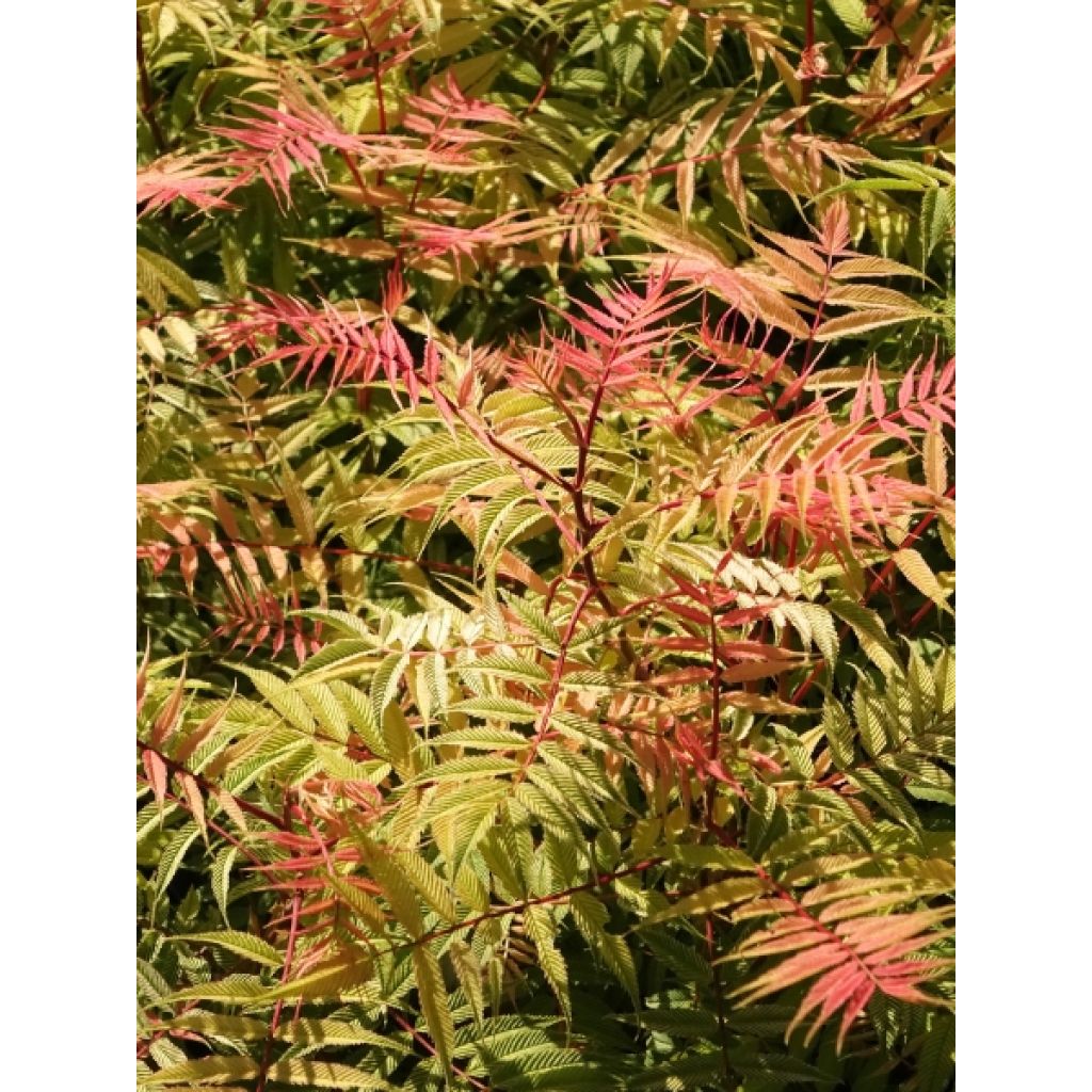 Sorbaria sorbifolia Sem- Fausse spirée à feuilles de sorbier