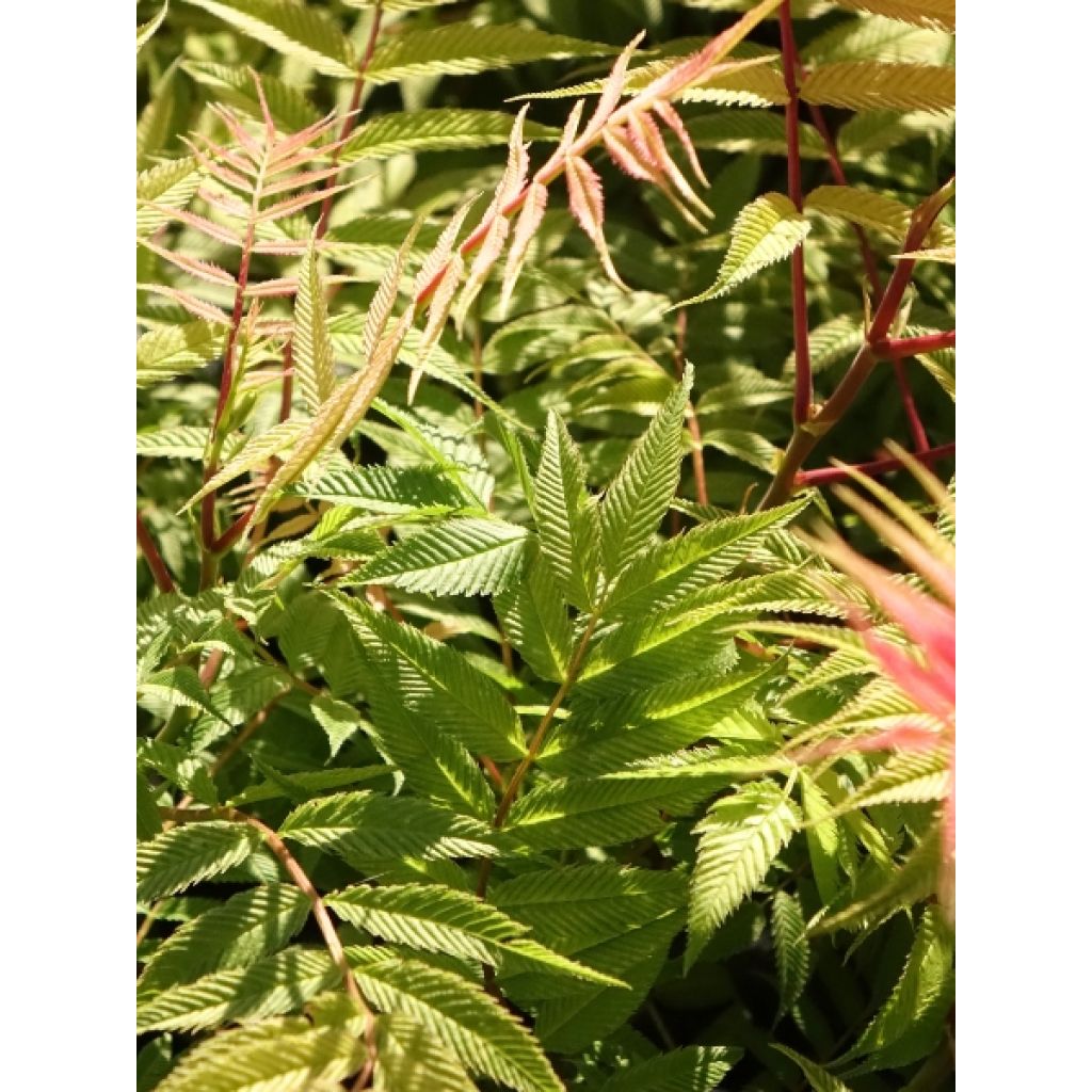 Sorbaria sorbifolia Sem- Fausse spirée à feuilles de sorbier