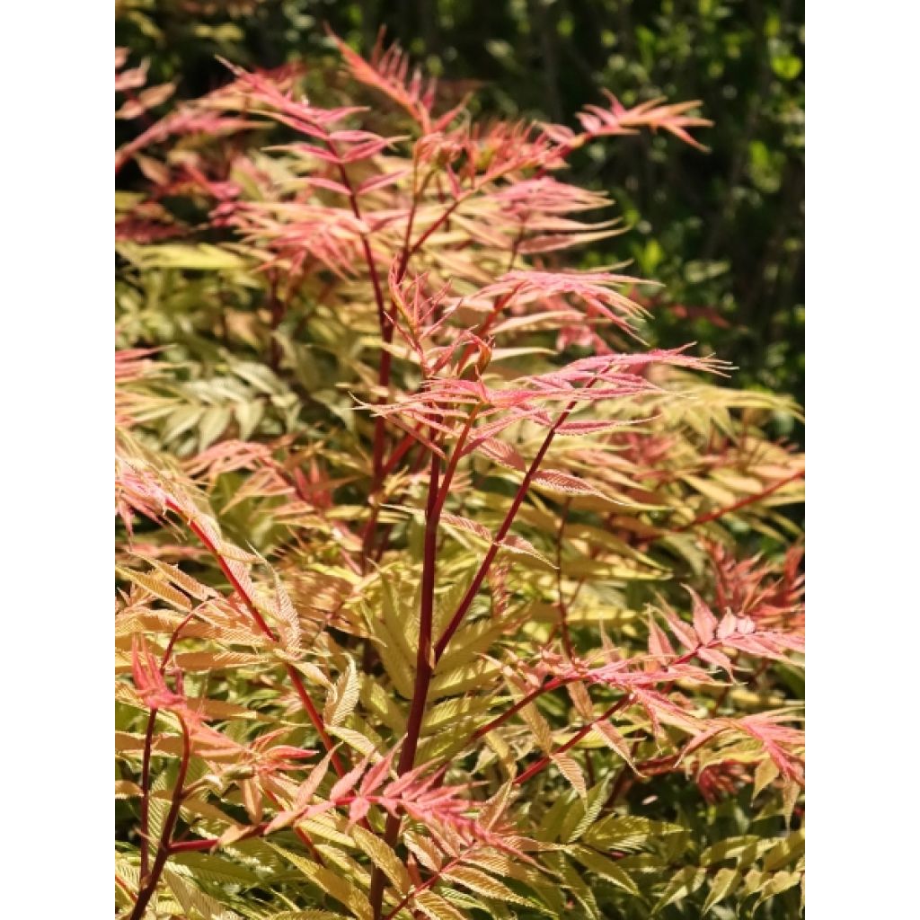 Sorbaria sorbifolia Sem- Fausse spirée à feuilles de sorbier