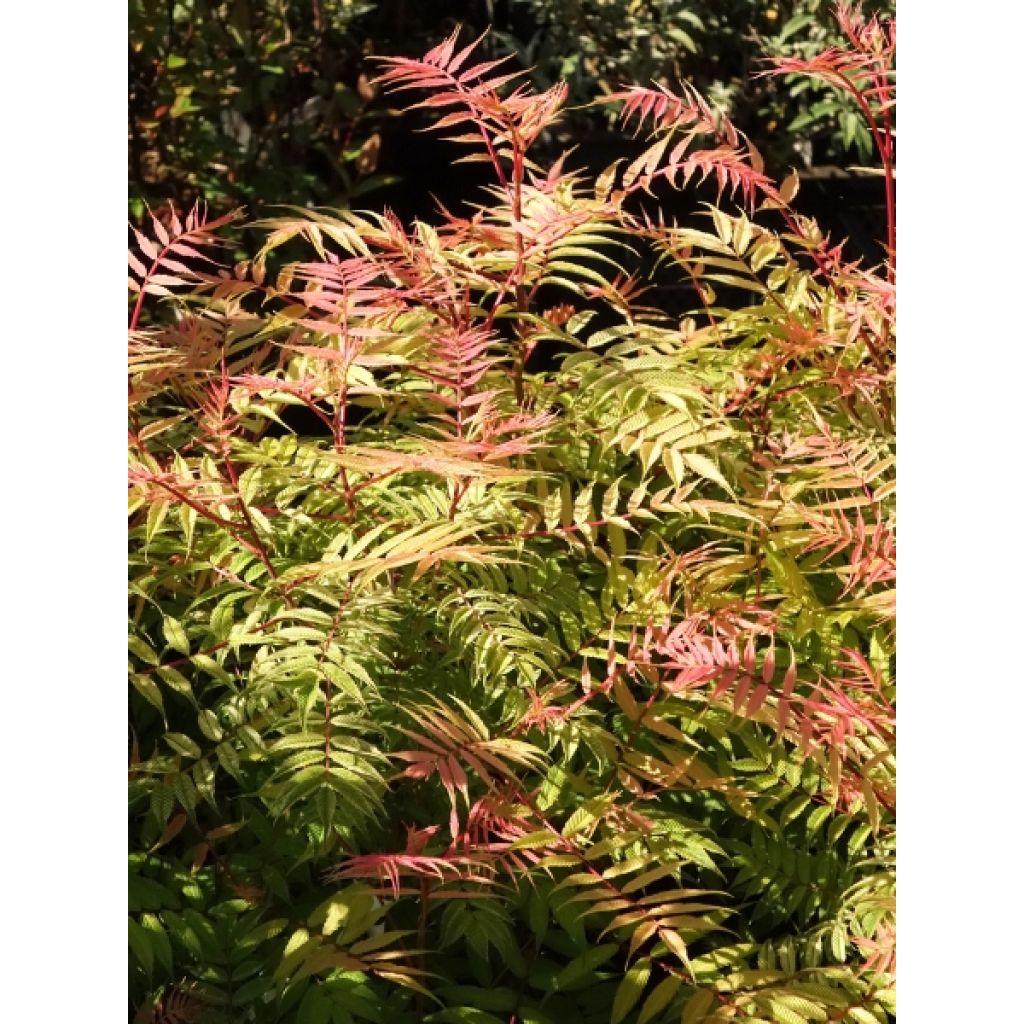 Sorbaria sorbifolia Sem- Fausse spirée à feuilles de sorbier