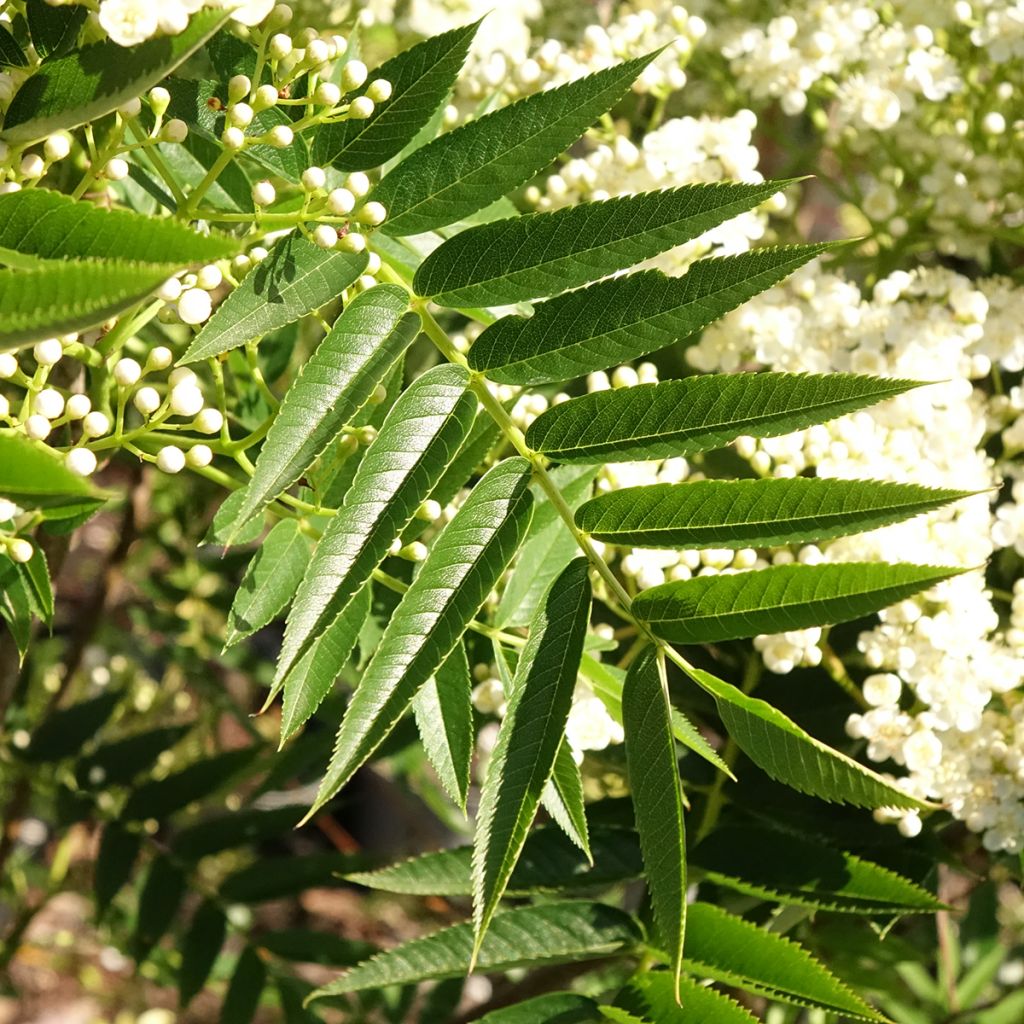 Sorbus wilfordii - Sorbier du Japon
