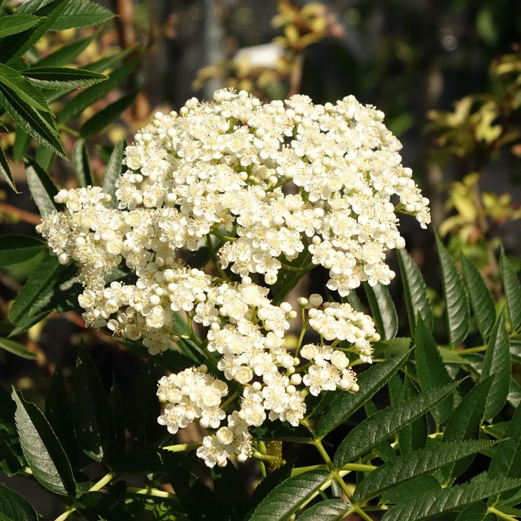 Sorbus wilfordii - Sorbier du Japon