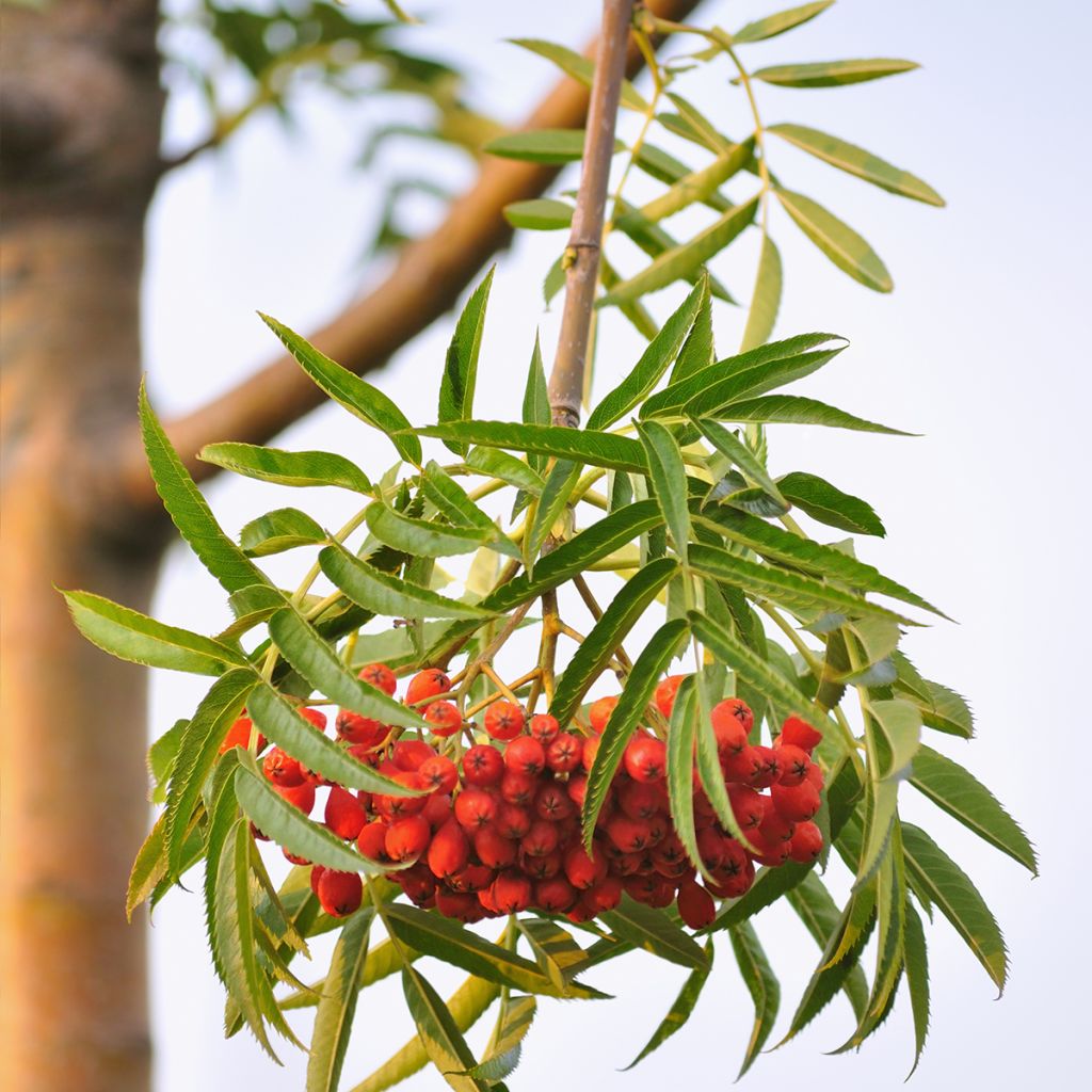 Sorbus wilfordii - Sorbier du Japon