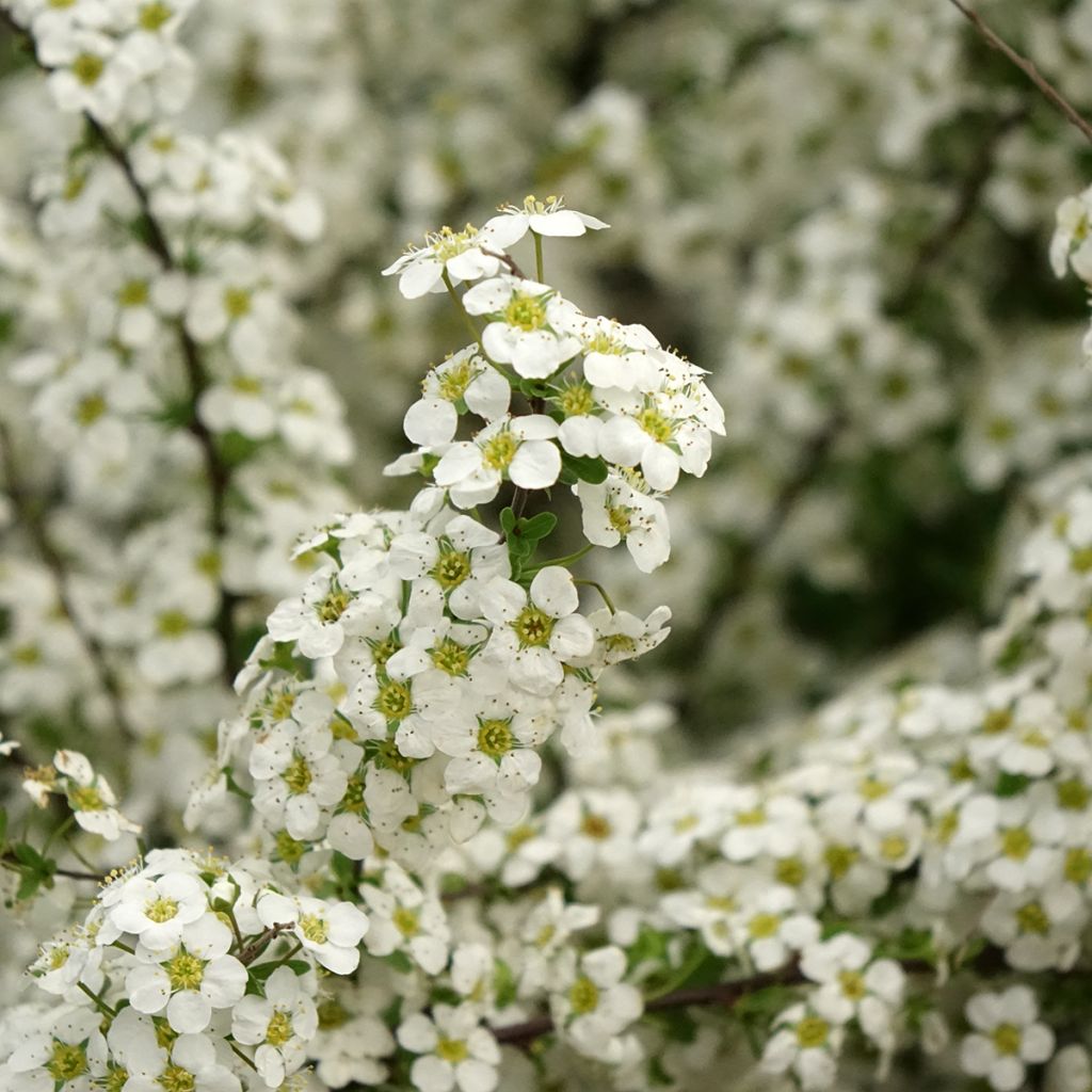 Spiraea arguta - Spirée blanche