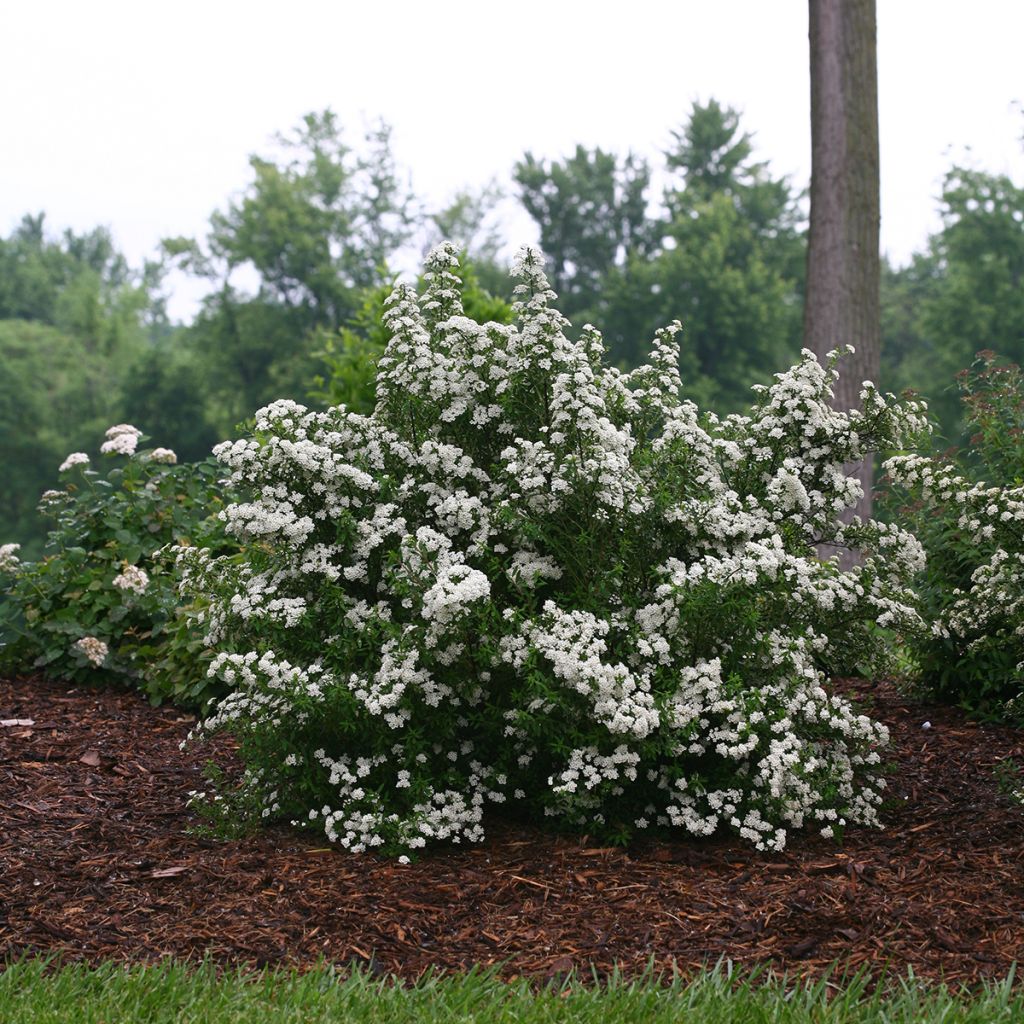 Spiraea nipponica Wedding Cake - Spirée japonaise