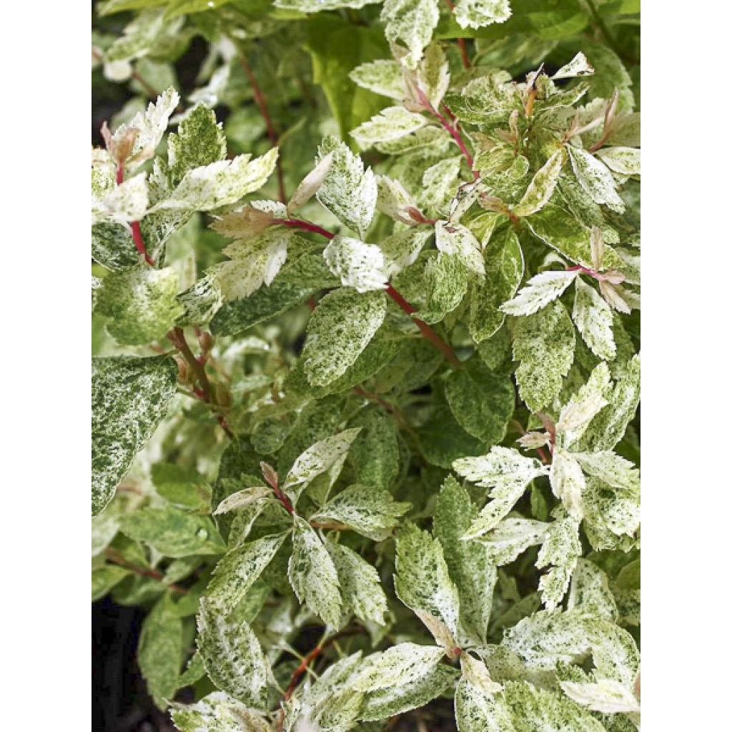 Spiraea vanhouttei Pink Ice - Spirée de Van Houtte panachée