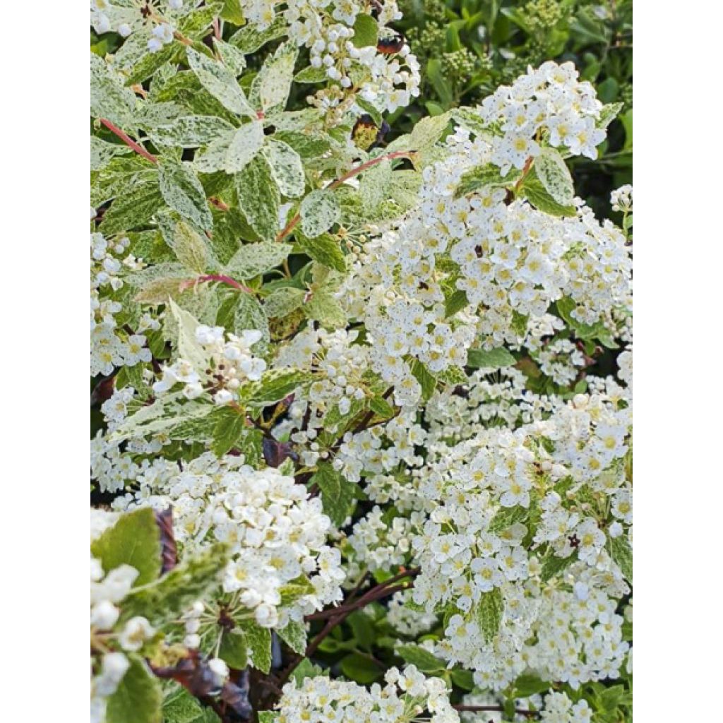 Spiraea vanhouttei Pink Ice - Spirée de Van Houtte panachée
