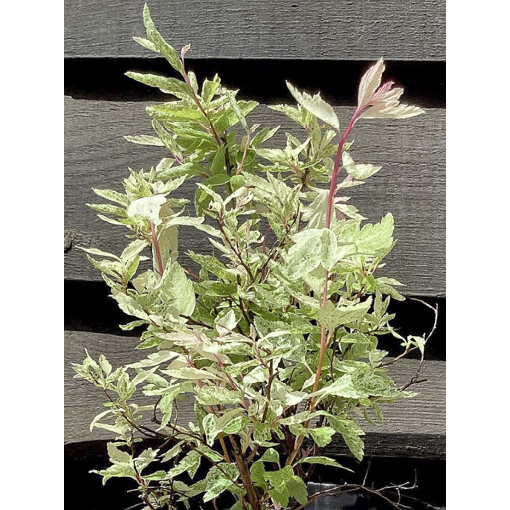 Spiraea vanhouttei Pink Ice - Spirée de Van Houtte panachée
