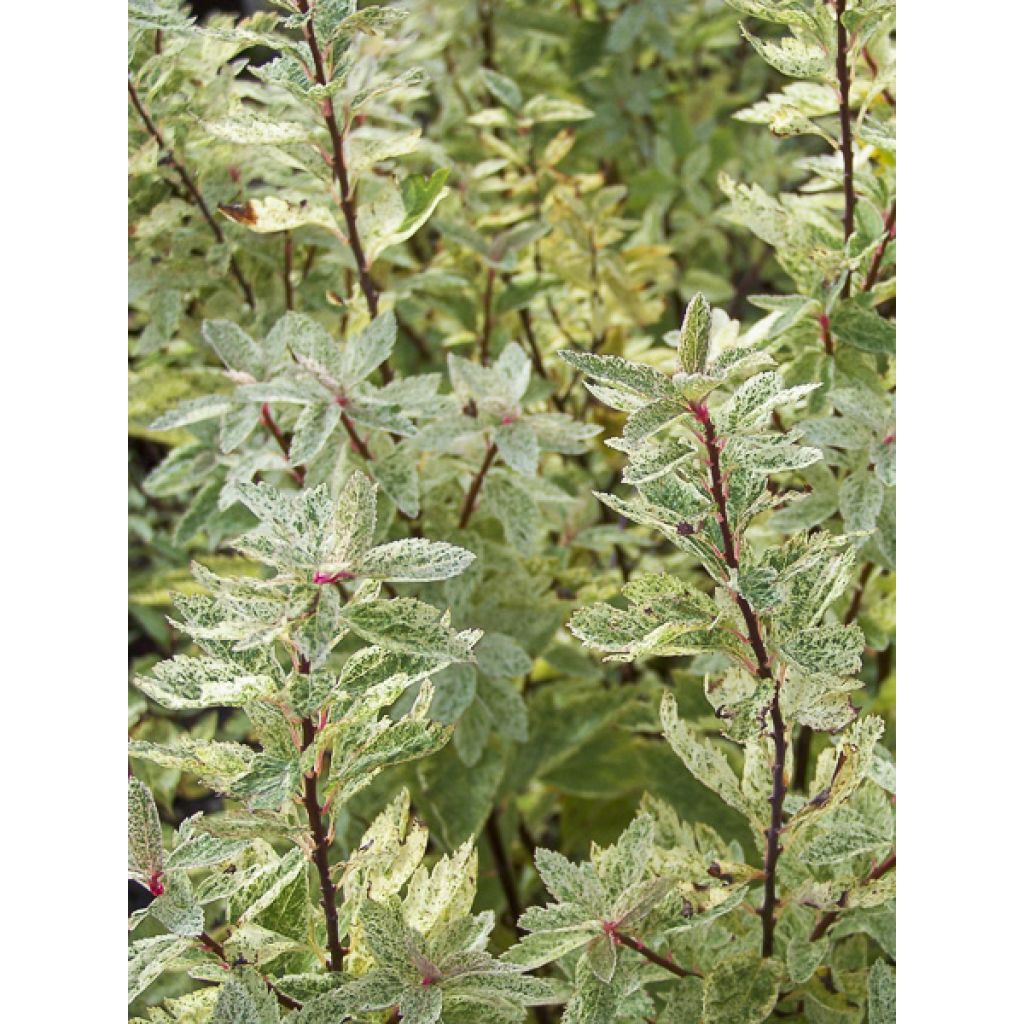 Spiraea vanhouttei Pink Ice - Spirée de Van Houtte panachée