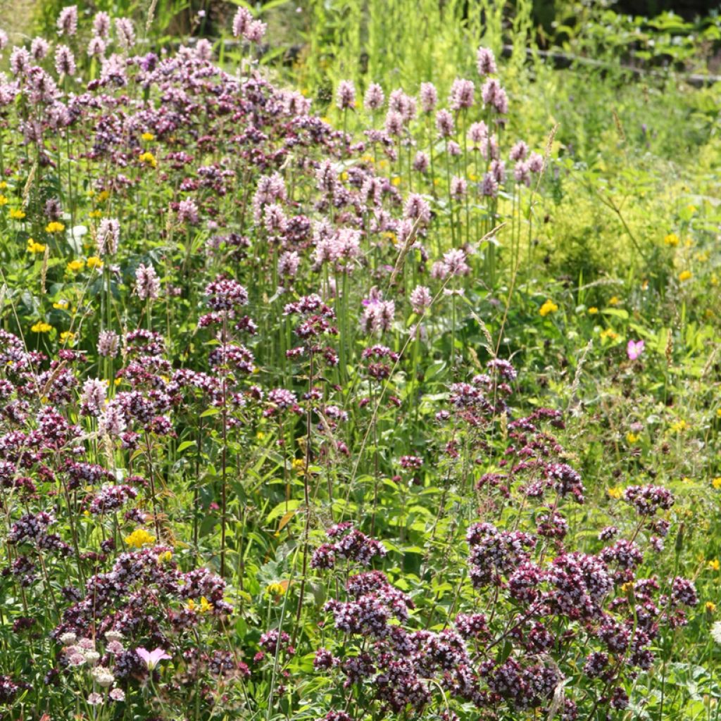 Stachys officinalis Pink Cotton Candy - Bétoine officinale