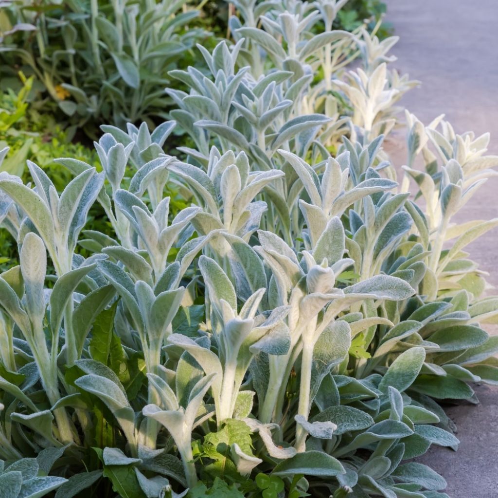 Stachys byzantina - Oreilles d'ours