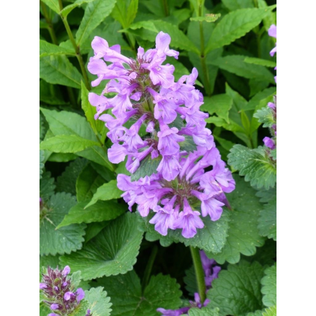 Stachys grandiflora Superba