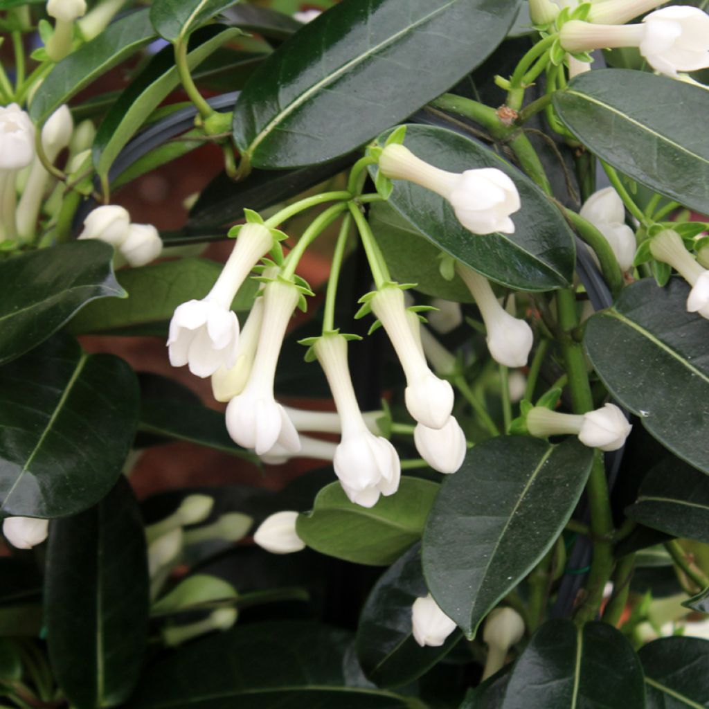 Stephanotis floribunda (jasminoides) - Jasmin de Madagascar