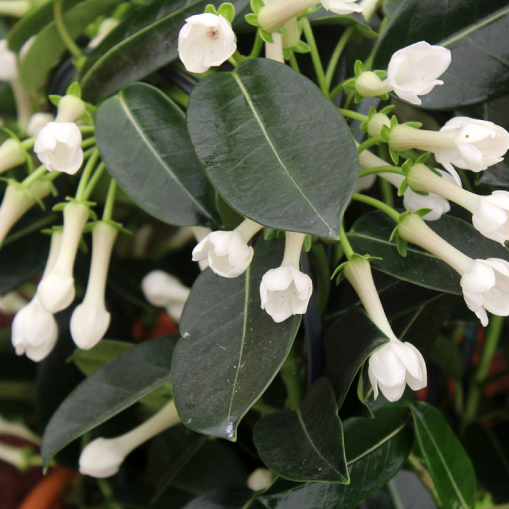 Stephanotis floribunda (jasminoides) - Jasmin de Madagascar