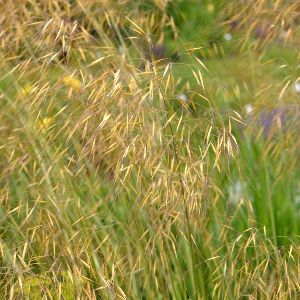 Stipa gigantea - Stipe géante