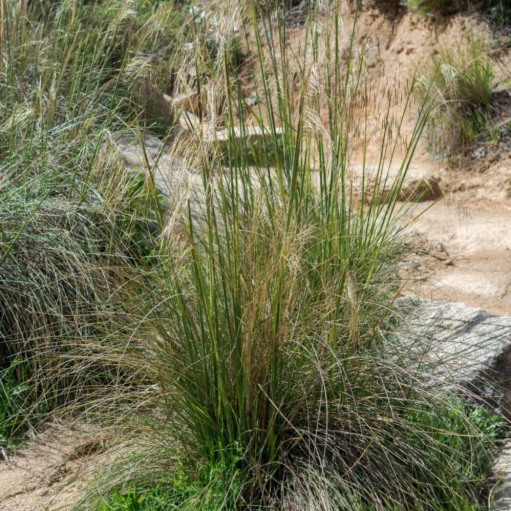 Stipa gigantea - Stipe géante