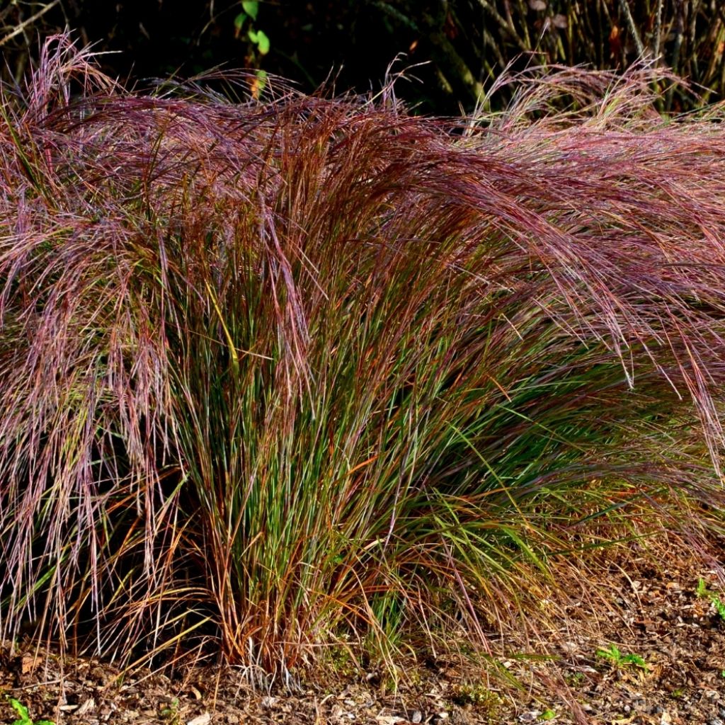 Stipa arundinacea - Anemanthele lessoniana