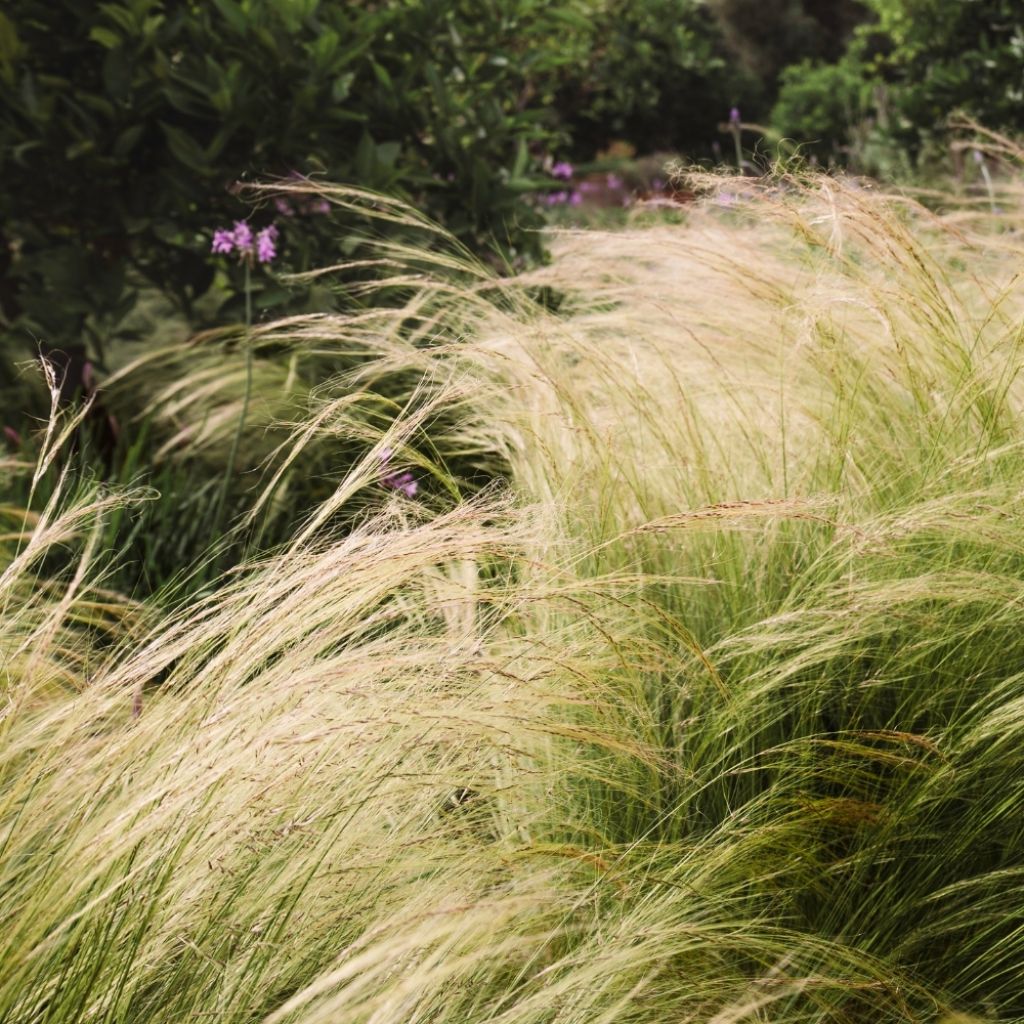 Stipa tenuifolia - Cheveux d'ange Pony Tails