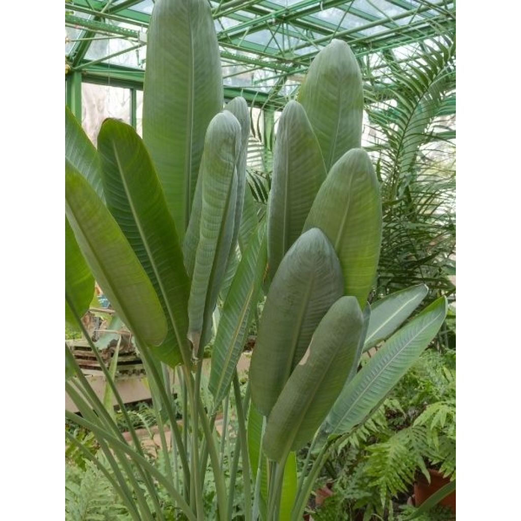 Strelitzia nicolai - Oiseau de Paradis blanc, géant 
