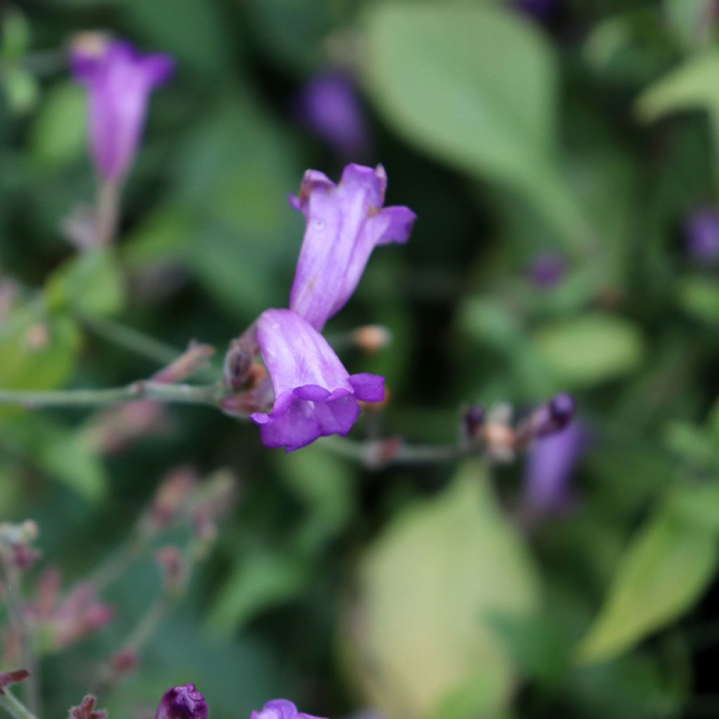 Strobilanthes attenuata Blue Carpet - Strobilanthe