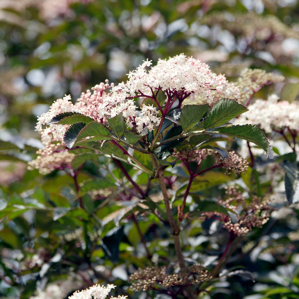 Sureau noir - Sambucus nigra Black Beauty (Gerda)