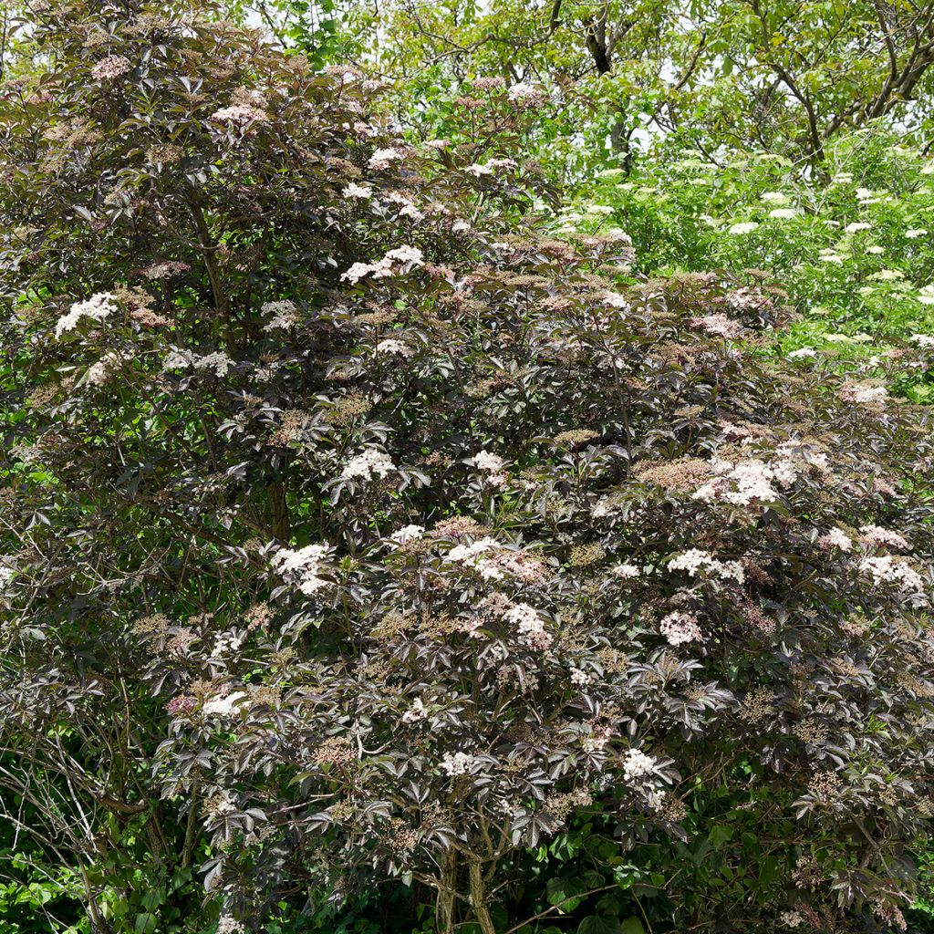 Sureau noir - Sambucus nigra Black Beauty (Gerda)