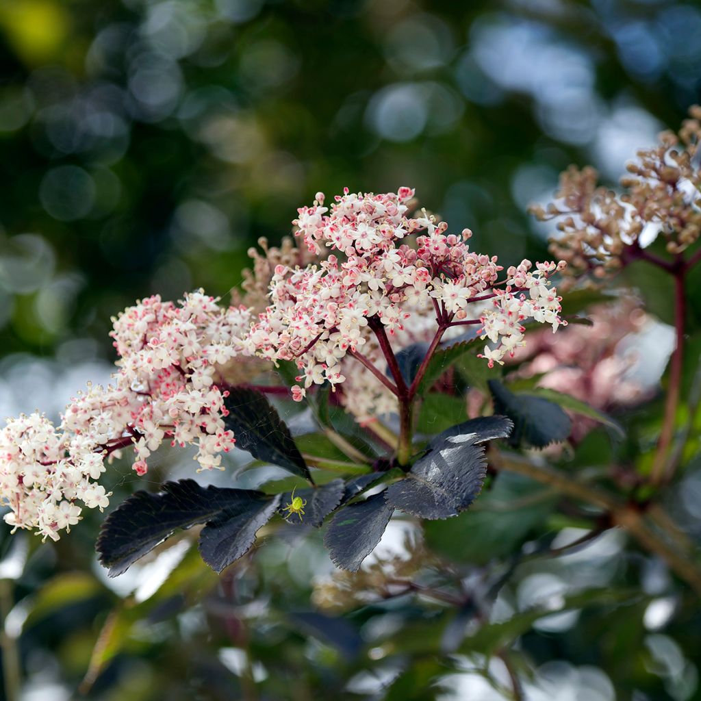 Sureau noir - Sambucus nigra Black Beauty (Gerda)