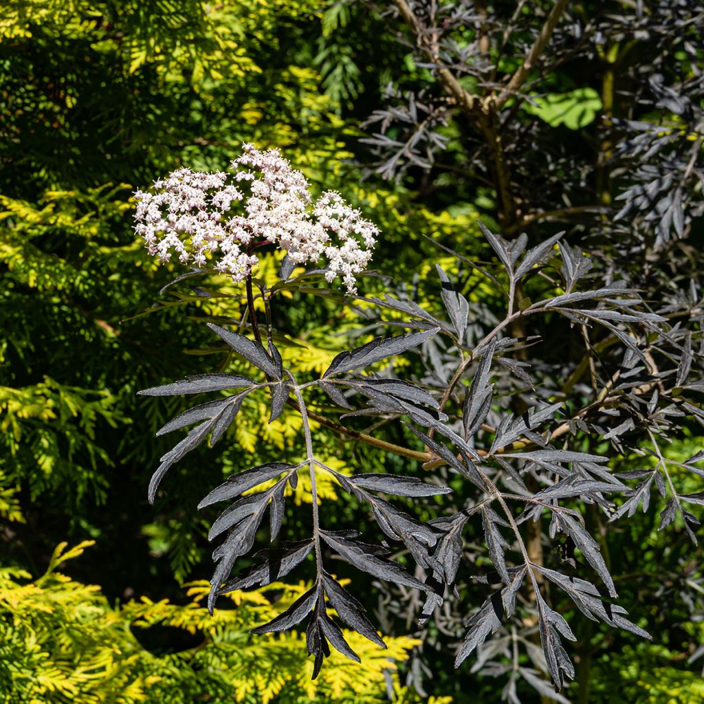 Sureau noir - Sambucus nigra Black Lace (Eva)