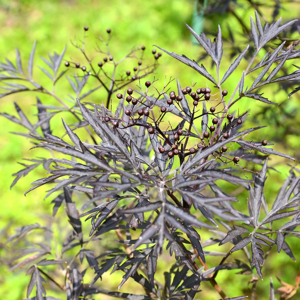 Sureau noir - Sambucus nigra Black Lace (Eva)