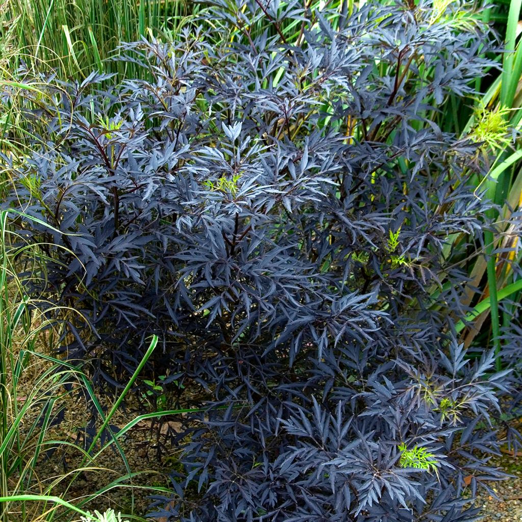 Sureau noir - Sambucus nigra Black Lace (Eva)