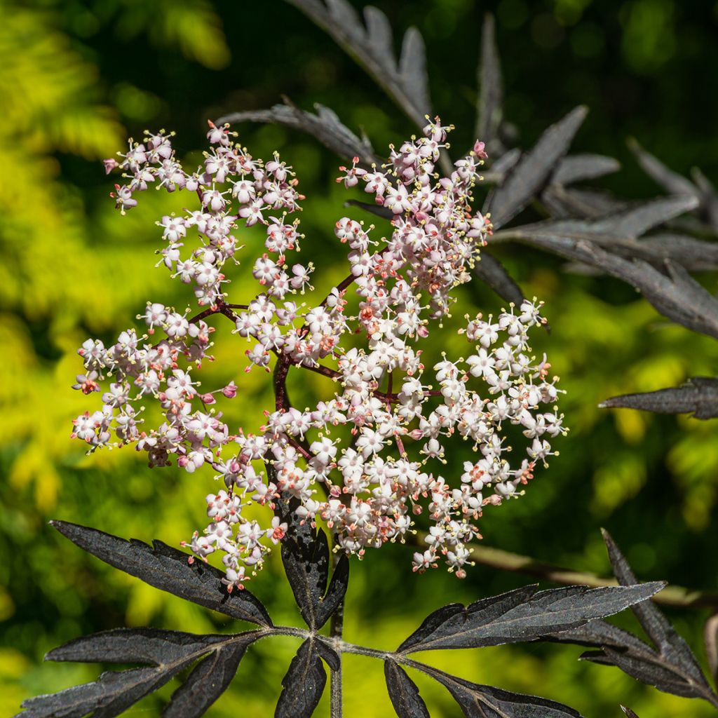 Sureau noir - Sambucus nigra Black Lace (Eva)