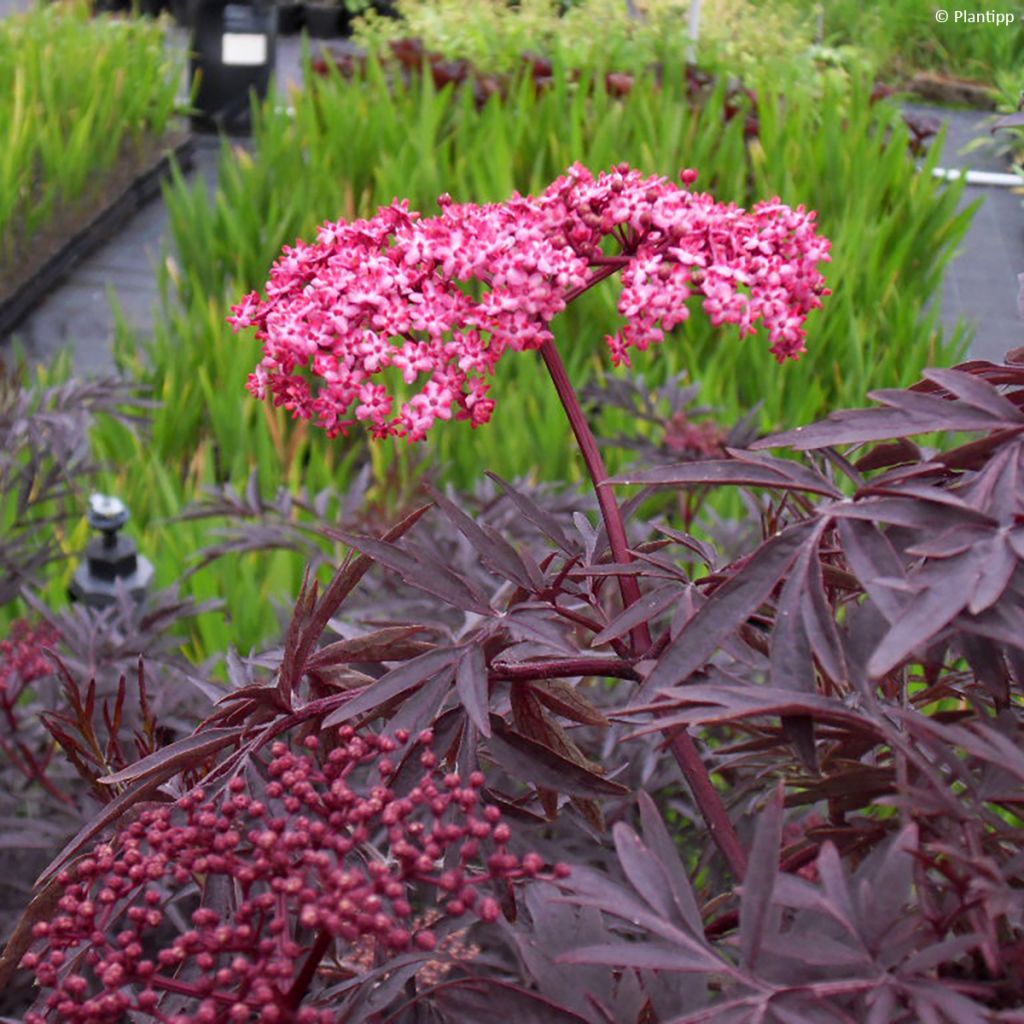 Sureau noir - Sambucus nigra Cherry Lace